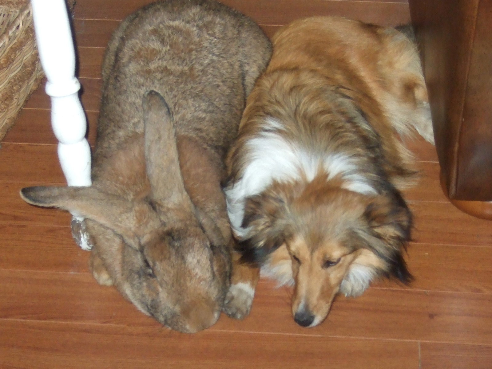The Flemish Giant rabbit dates back to the 16th century « Euro Weekly News