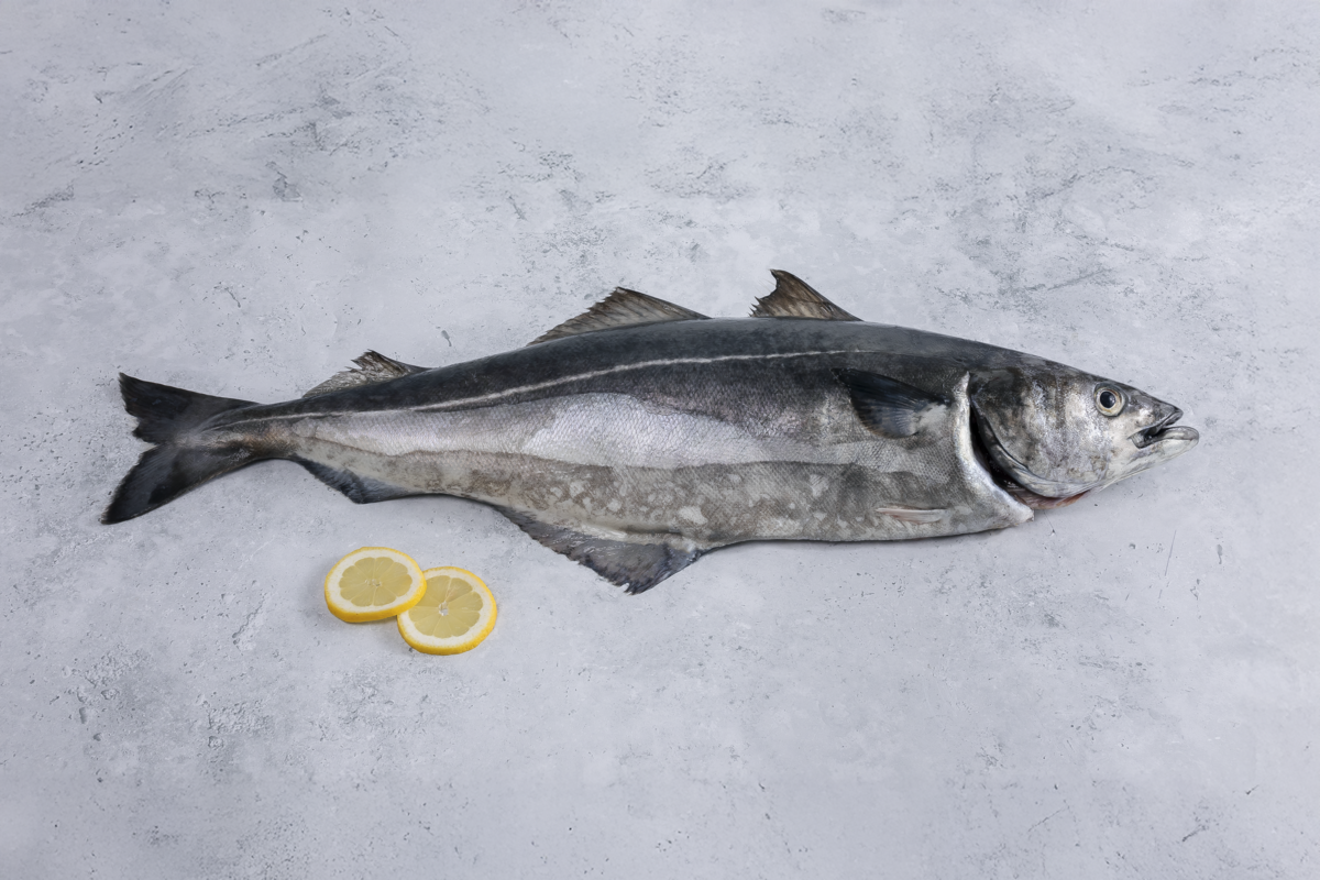 Saith Fish Norwegian saithe fish set to overtake cod « Euro Weekly News