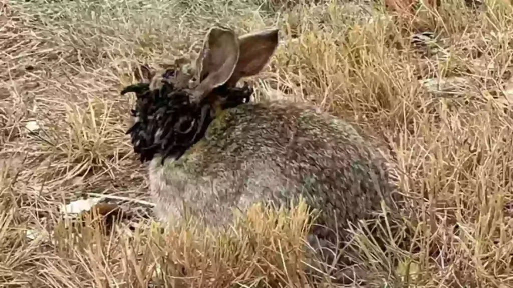 Infected ‘Zombie Rabbits’ Sighted in Colorado « Euro Weekly News