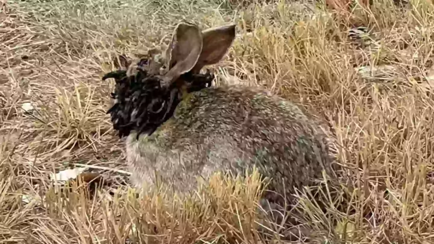 Infected ‘Zombie Rabbits’ Sighted in Colorado « Euro Weekly News