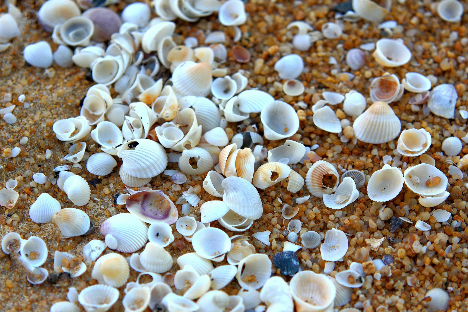 Greece introduces €1000 fines for seashell and pebble collection « Euro ...