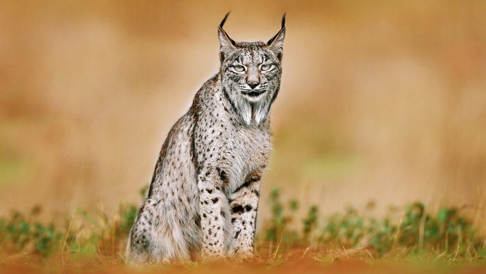 A unique Leucistic Iberian Lynx