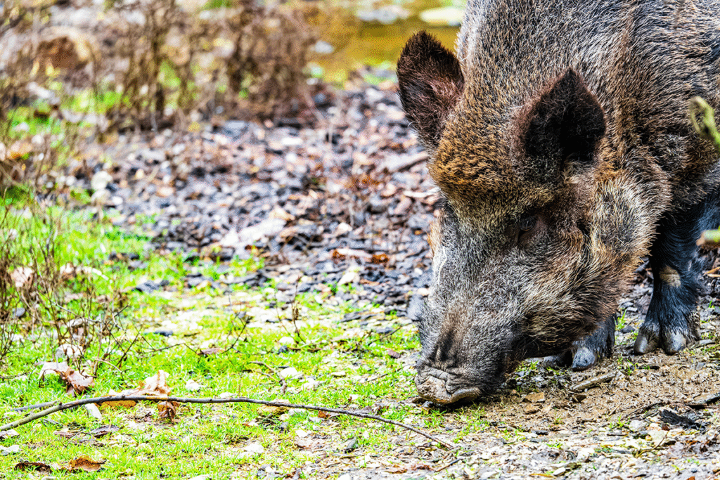 Barcelona Under Siege! Swine Fever Outbreak Sparks Emergency Measures
