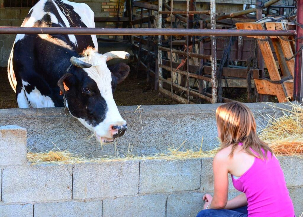 Spain's Bizarre Pet Ban: Cows IN, Budgies OUT?! You Won't Believe It!