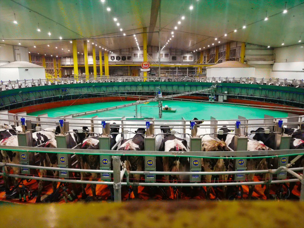 Germany's Mega Dairy in Algeria: What Does it Mean for Farmers?!