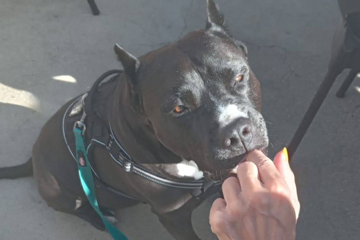 Arboleas raises €472 for AA Dog Rescue « Euro Weekly News