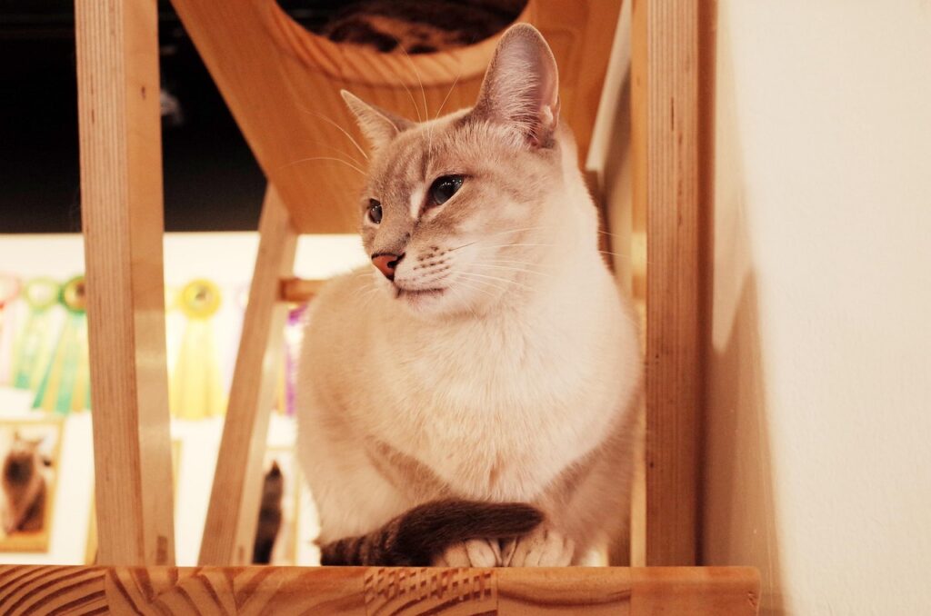 Costa del Sol: Cat Lovers, Families, Prepare for the Unthinkable!