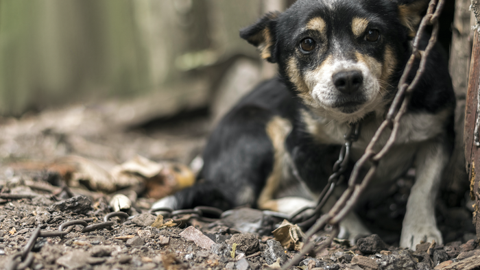 Dog chained up outside