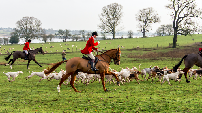 Riders on horses with hounds at foot