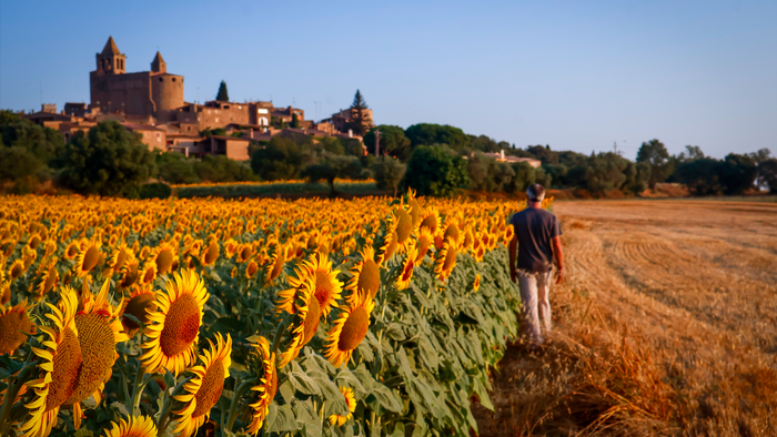 Man walking next to a sunflower field in rural Spain