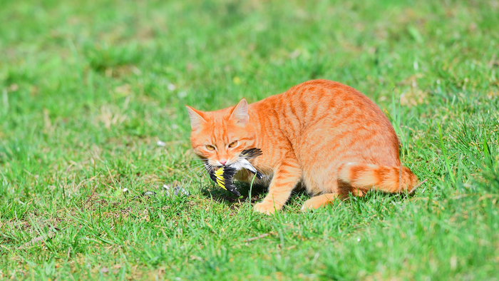 Domestic cat with a bird in its mouth