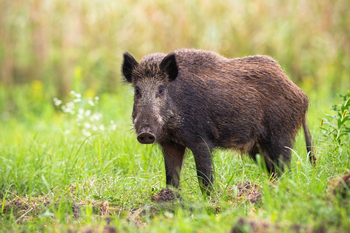 GPS tracking manages growing boar population « Euro Weekly News