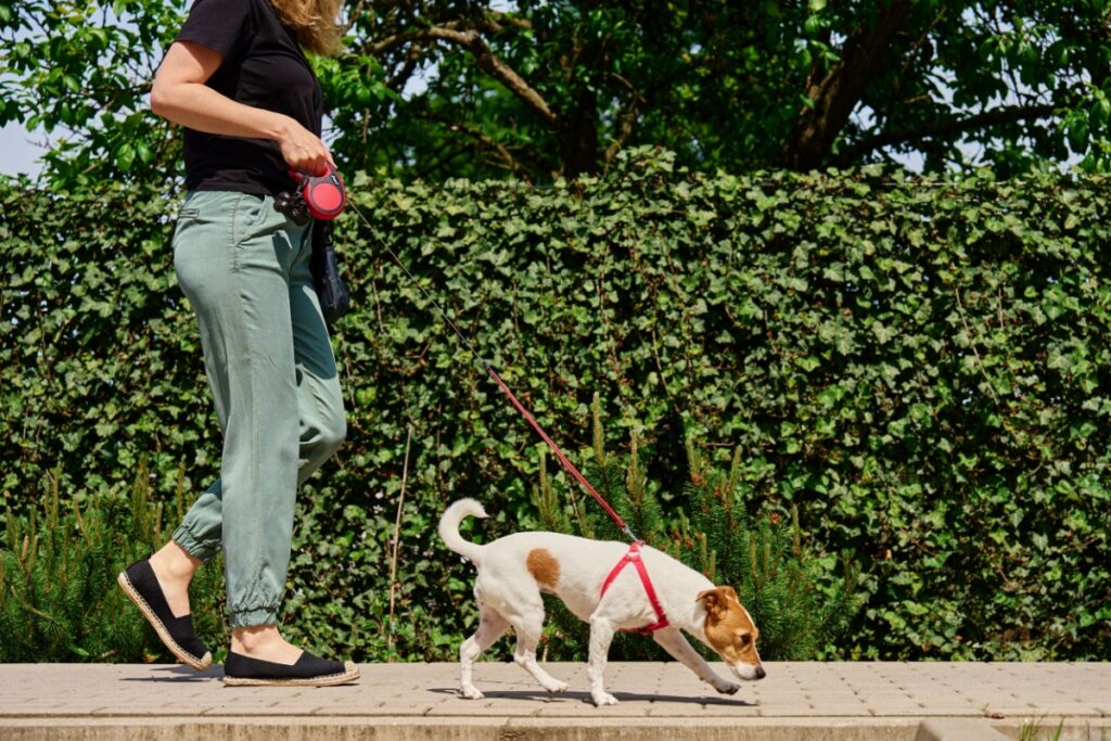 Huercal-Overa Pet Owners: HUGE Fines Loom If You Ignore THIS!