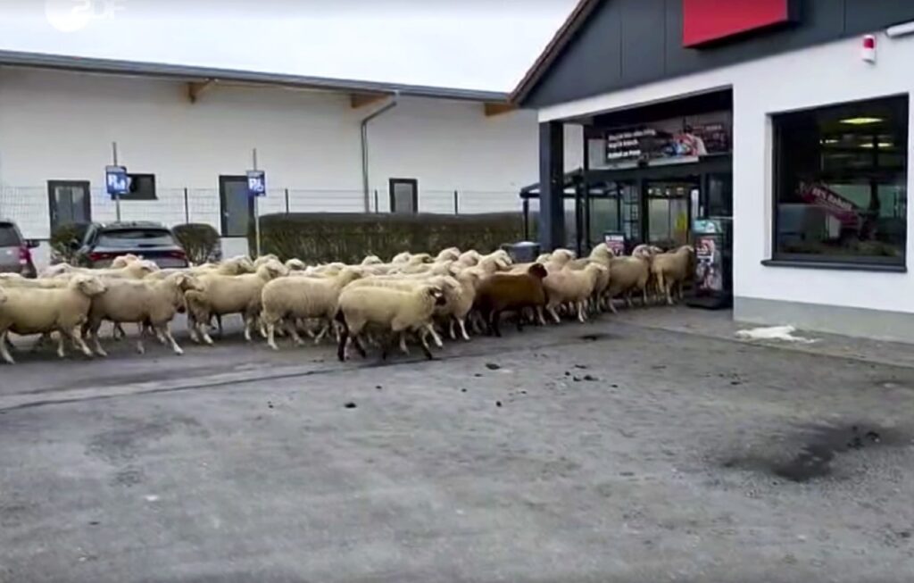 Sheepish Shoppers Cause Chaos! What Happened in This German Supermarket?!