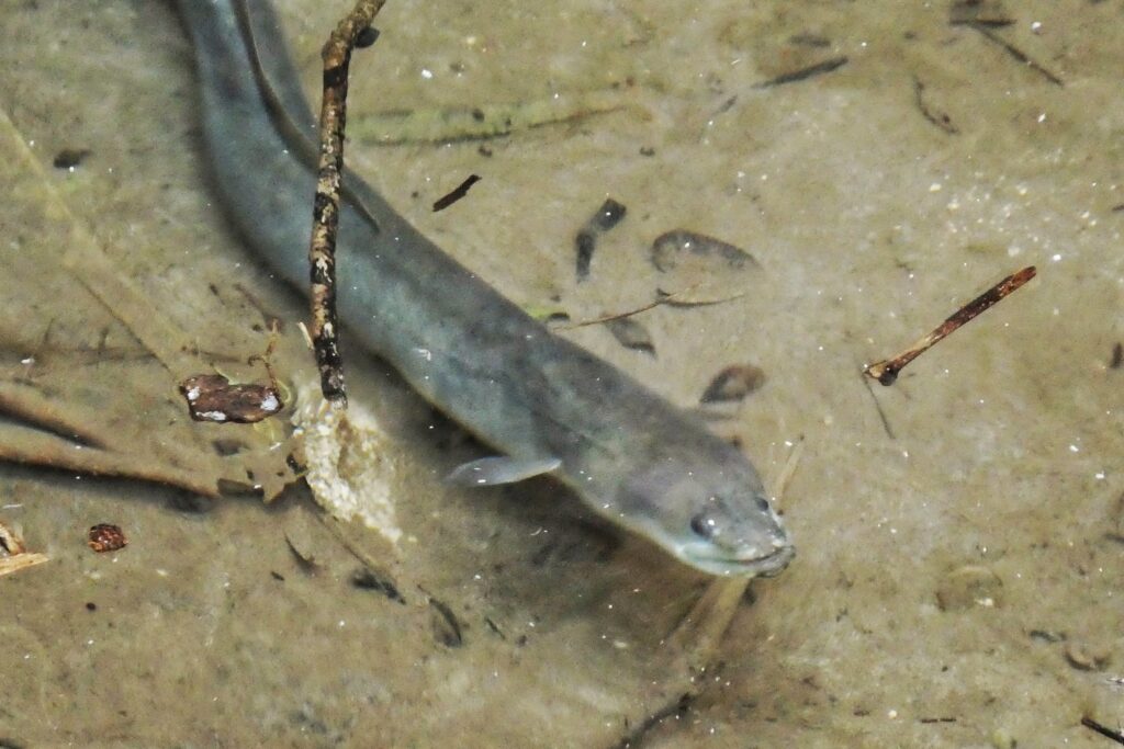 Shocking Move! Will This Save the Mar Menor's Dying Eels?!