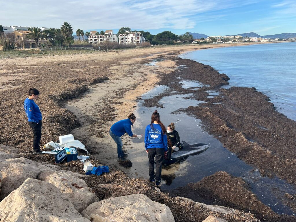 Dolphin Stranded! Heroic Rescue on Denia Beach - Will it Survive?!