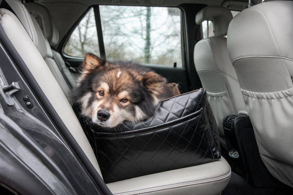 Spain Pet Travel SHOCK: New EU Rules Could Ruin Your Vacation?!