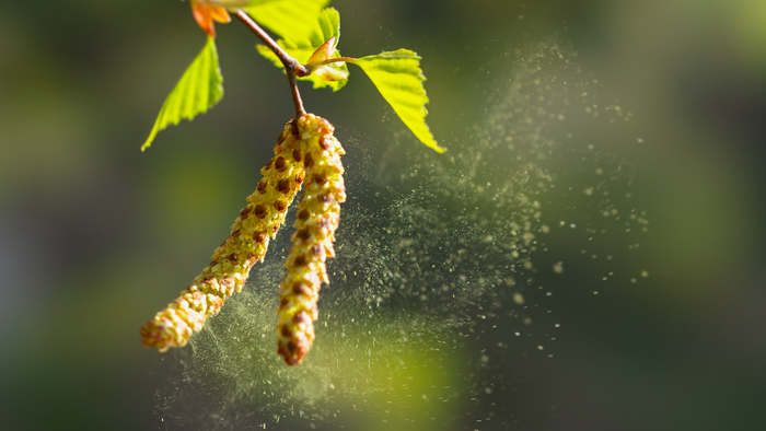 Pollen being released from a birch tree