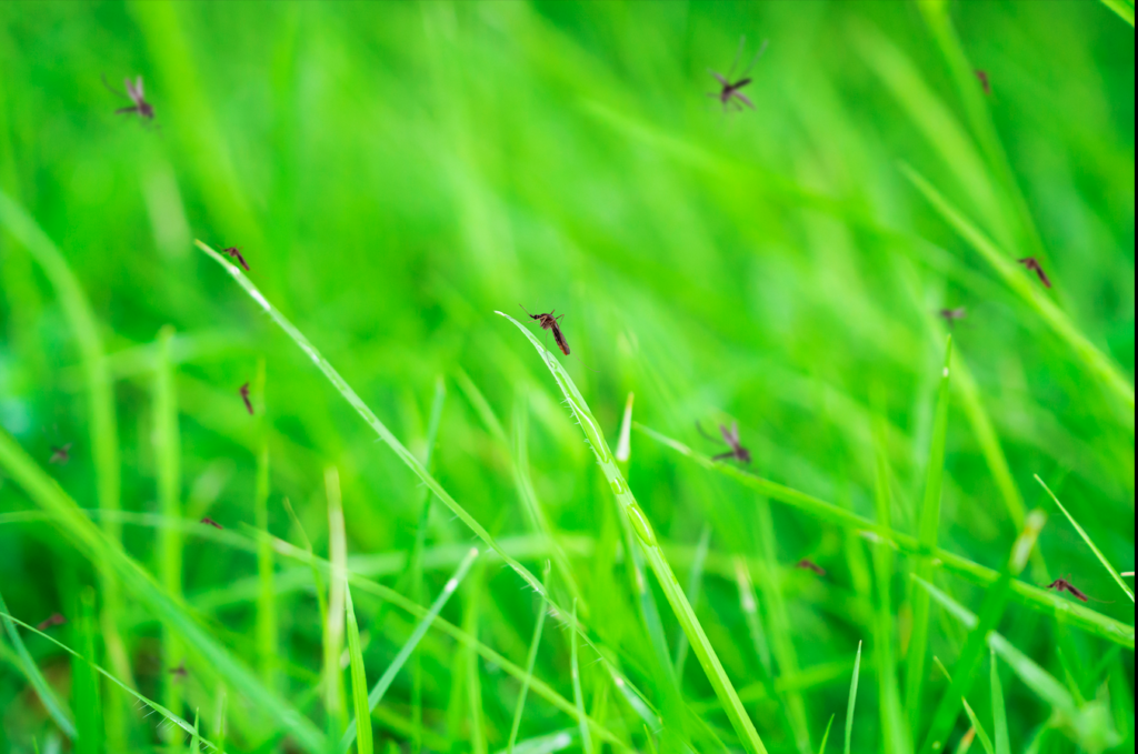 Spain's Insect Plague: Is YOUR Summer Vacation Ruined?!