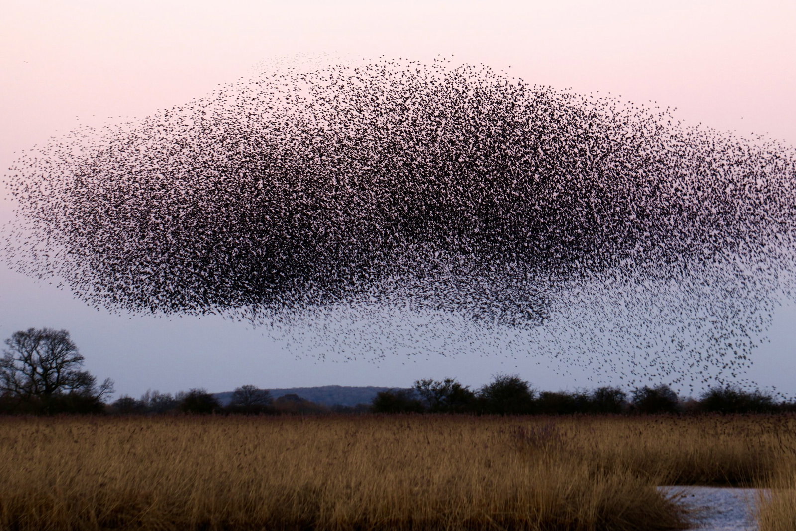 Plague of insects swarms Spanish holiday hotspot « Euro Weekly News