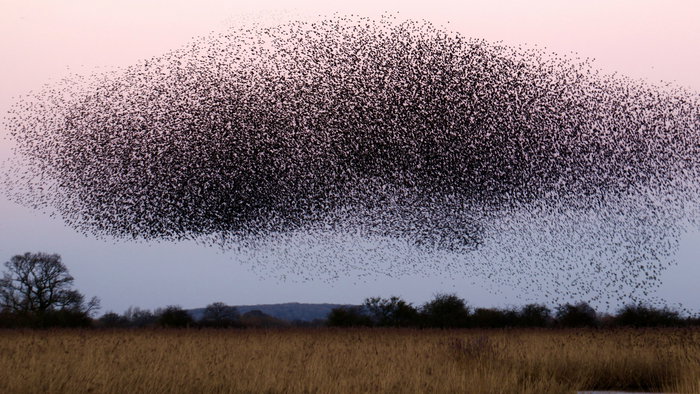 A swarm.
