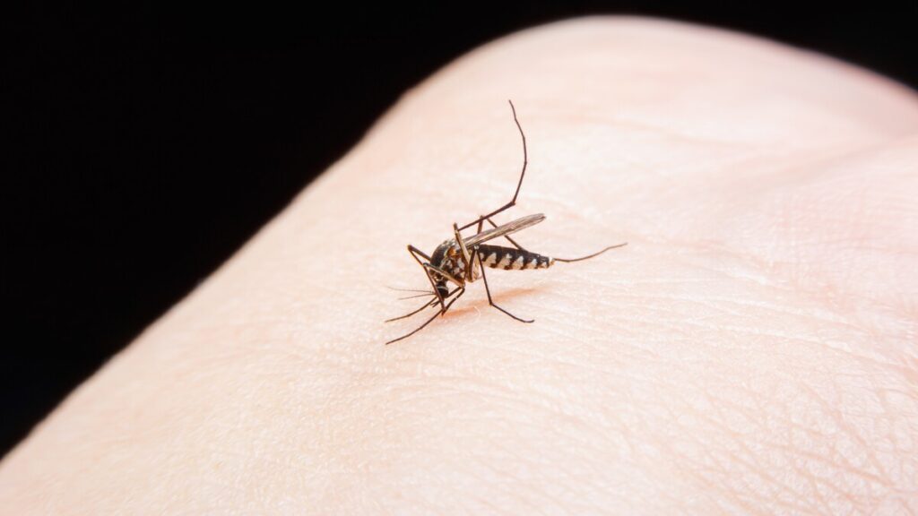 Mediterranean Health Crisis! Deadly Tropical Disease Spreading?