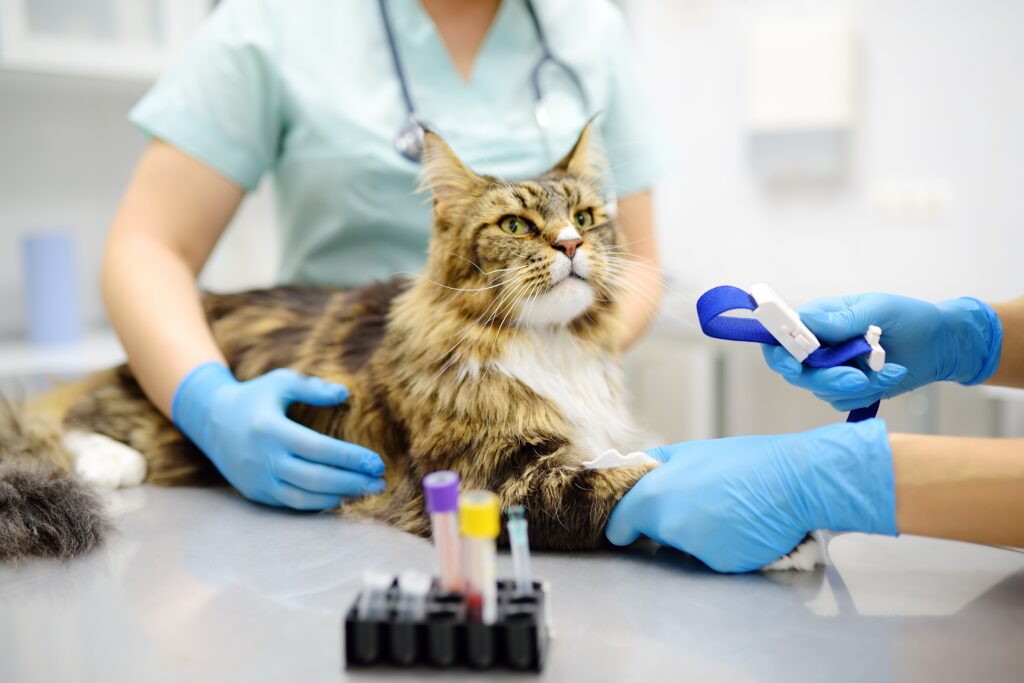 Andalucía Pet Owners Rejoice! Huge Tax Break Approved - Are YOU Eligible?
