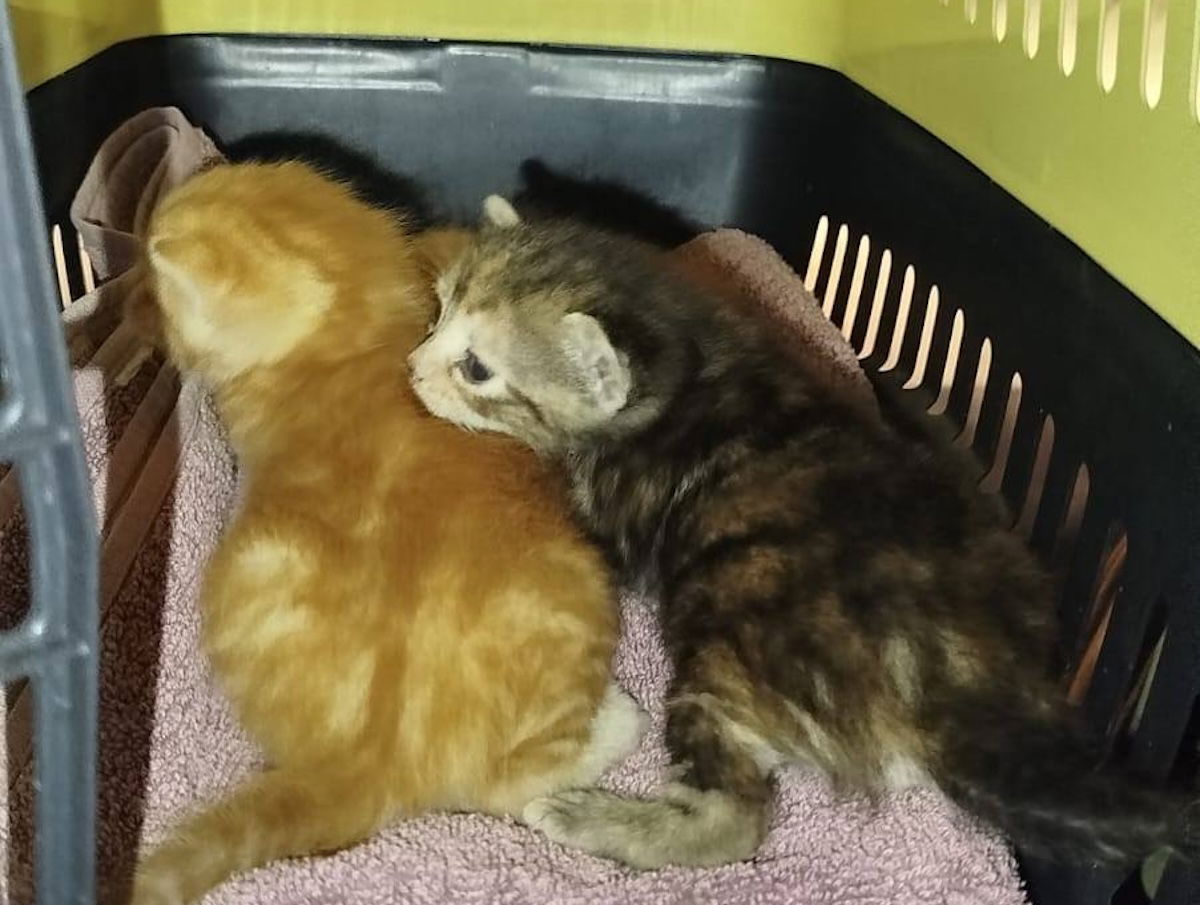 Cats Rescued From Car Engine In Torrevieja Parking Lot