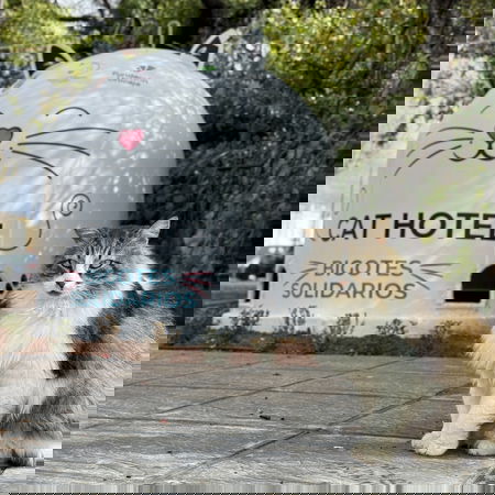 High-voltage electricity transmission lines in Europe as EU considers gas price cap to stabilise energy prices