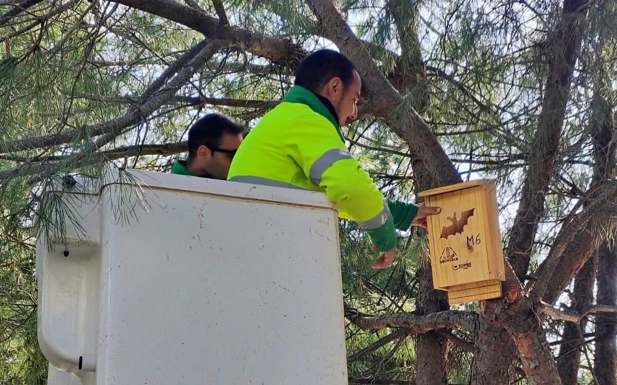 Estepona brings back the bats and owls as bug hunters into parks and gardens