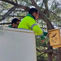 Estepona Council brigades installing nesting boxes.