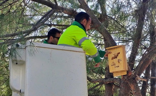 Estepona Council brigades installing nesting boxes.