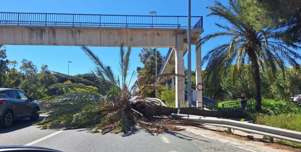 Palm tree blocks A-7 in Calahonda.