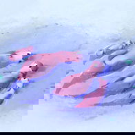 Animation picture of adult seals with 2 baby seals