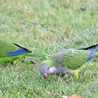 Argentine Parrot