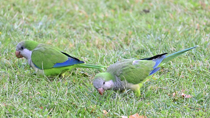 Argentine Parrot