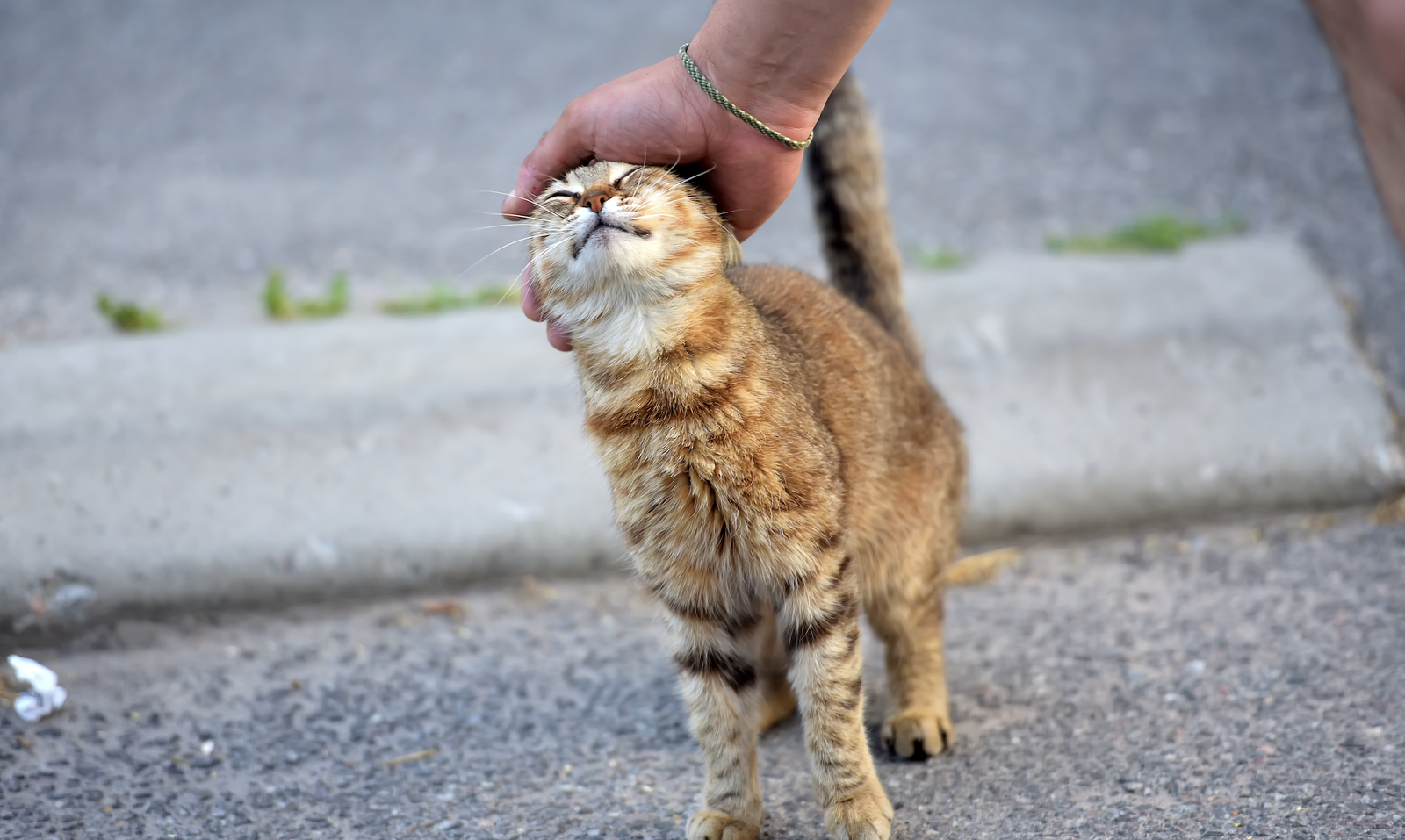 Mojácar launches advanced pet and cat colony monitoring system