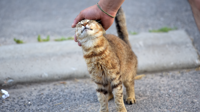 An ethical model of managing feline colonies.
