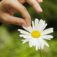 Flowers Against War peace movement