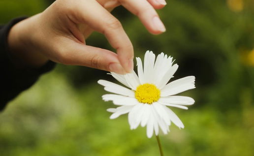 Flowers Against War peace movement