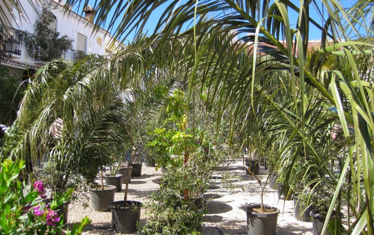 Axarquia’s Own Bizarre Easter Custom In Moclinejo