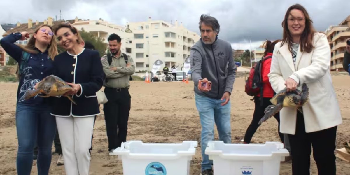 Sea Turtles Are Nesting On Spain’s Beaches – Dénia Has A Plan To Protect Them