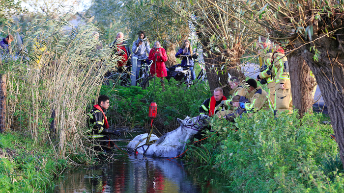 Firefighters rescuing a horse from a canal