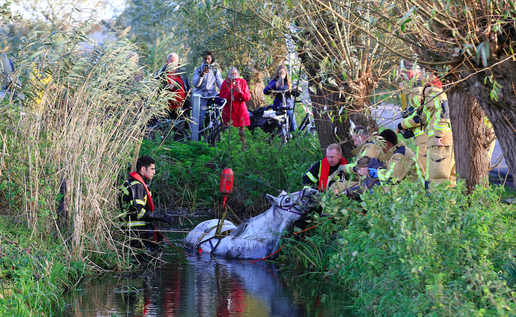 Firefighters rescuing a horse from a canal