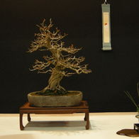 Bonsai trees.