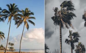 Palm trees in 2 different weather types