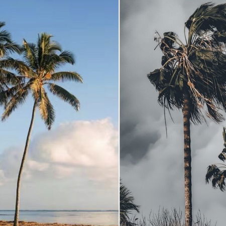 Palm trees in 2 different weather types