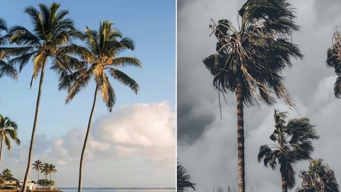 Palm trees in 2 different weather types