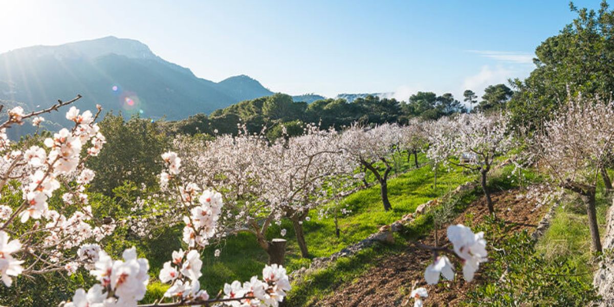 Mallorca flight boom: Palma airport braces for surge in British visitors this Spring