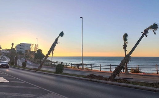 Pam trees looking a bit tipsy on Palm Sunday.